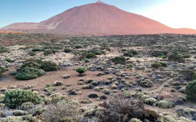 Adéntrate en una aventura conquistando la Ruta 040 en Tenerife