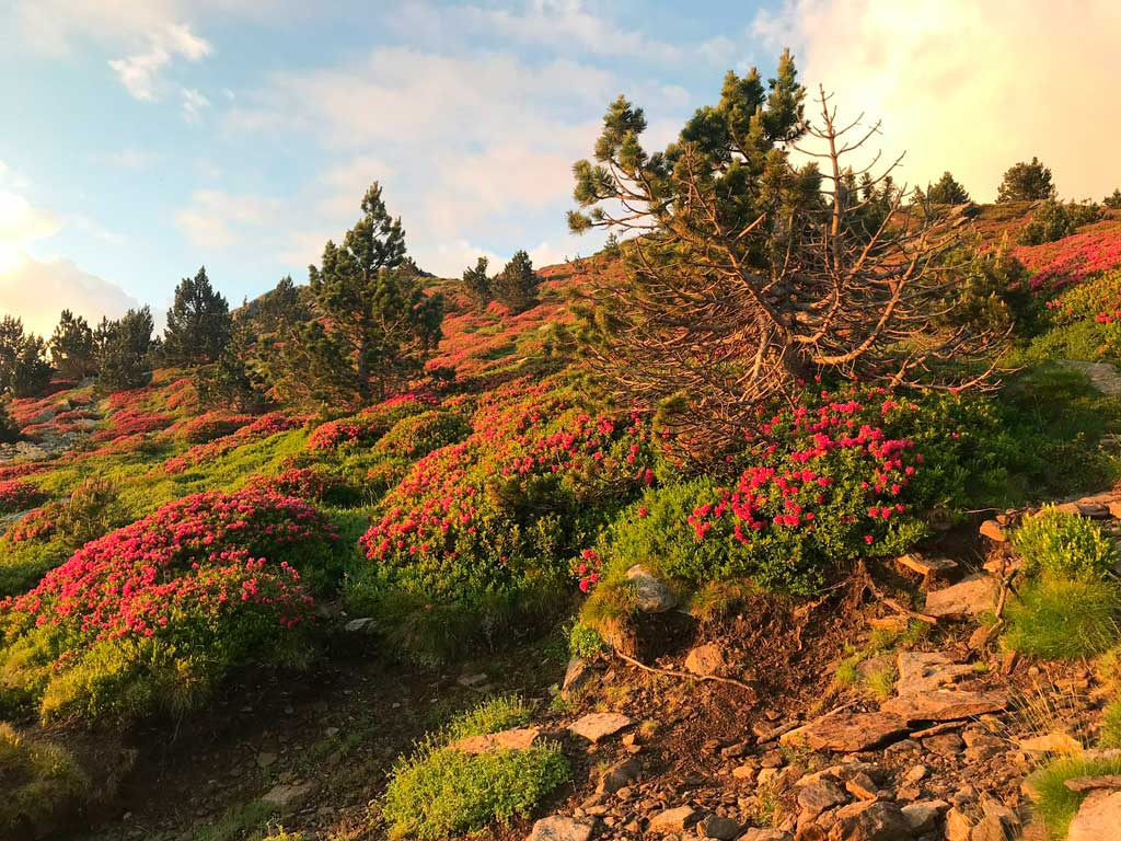 flora del Canigo